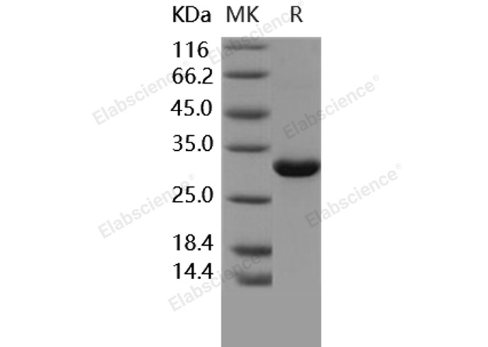 Валидация Elabscience PKSH031629(2289)