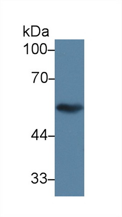 9365