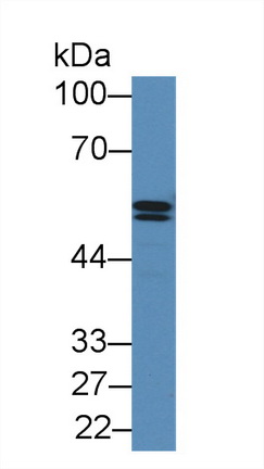 12866