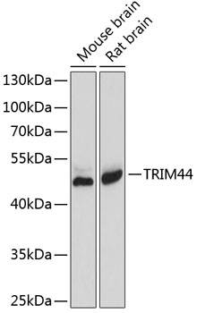 Валидация Elabscience E-AB-63897