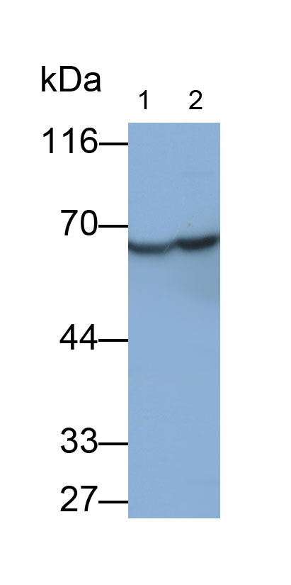 31030