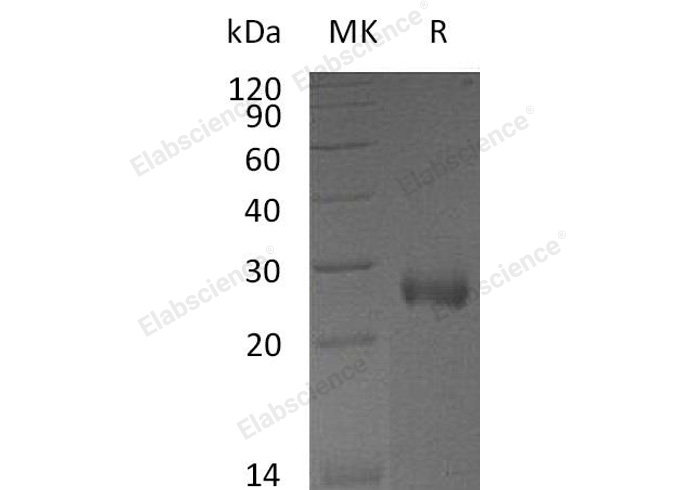 Валидация Elabscience PKSM041115(5032)
