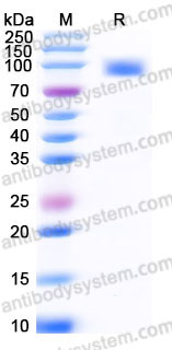 EHC16003, SDS-PAGE