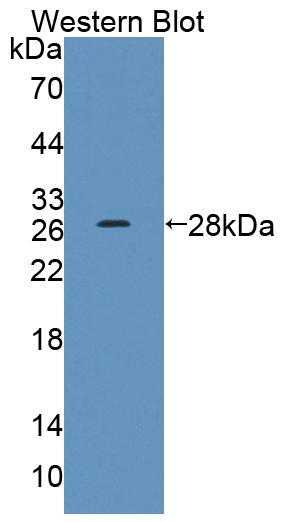 52909