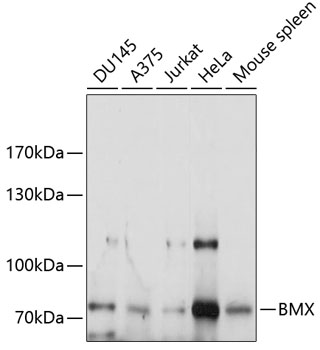 Валидация Elabscience E-AB-92719