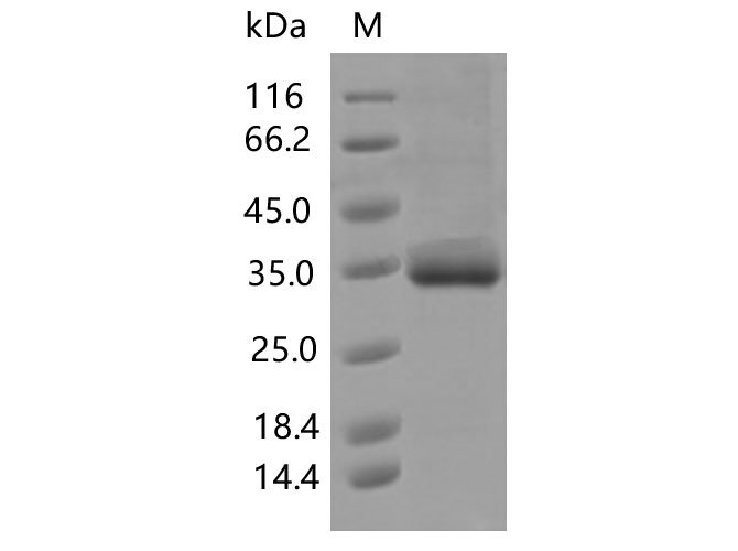Валидация Elabscience PKSV030427(6152)