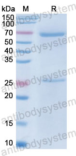 Валидация SDS-PAGE - AntibodySystem FMJ93210