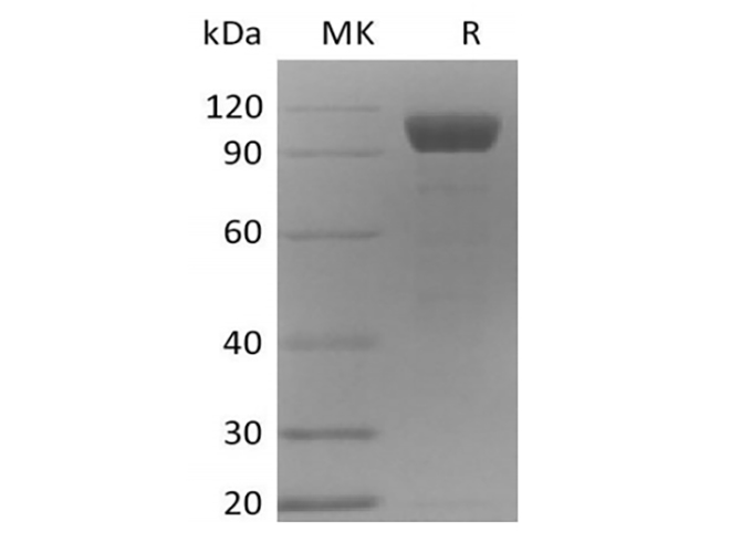 Валидация Elabscience PKSM041414(5289)