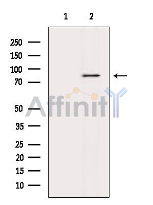 Валидация Affinity DF14432 - 10384