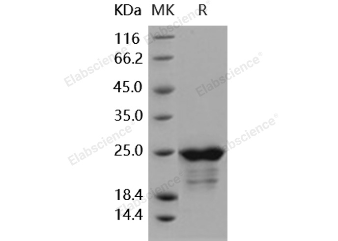 Валидация Elabscience PKSH031669(2318)