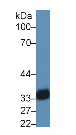 28503