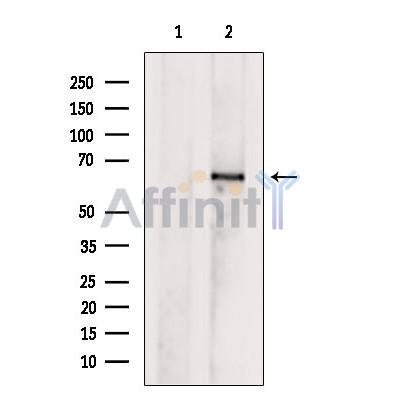 Валидация Affinity DF9184 - 21551