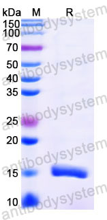 Валидация SDS-PAGE - AntibodySystem RXX10105