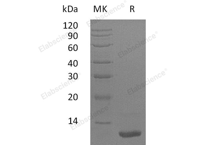 Валидация Elabscience PKSH032712(3141)