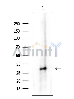 Валидация Affinity DF7465 - 19222