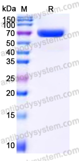 EHN95201, SDS-PAGE