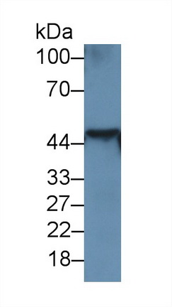 10702