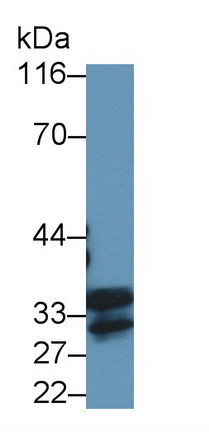22891