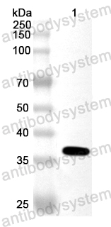 Валидация AntibodySystem PHA75401