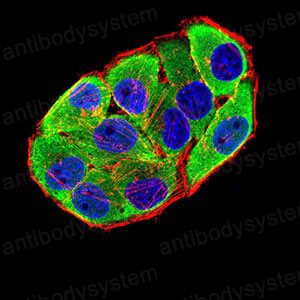 Валидация IF - AntibodySystem RHH20901