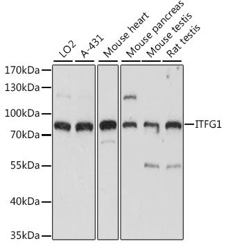 Валидация Elabscience E-AB-91338