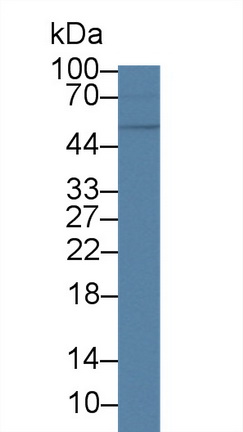12499