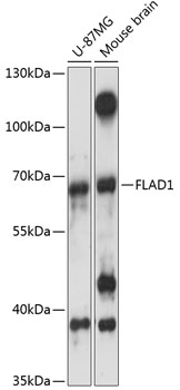 Валидация Elabscience E-AB-90785