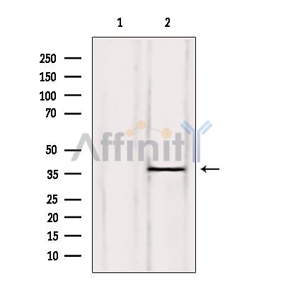 Валидация Affinity AF6202 - 3434