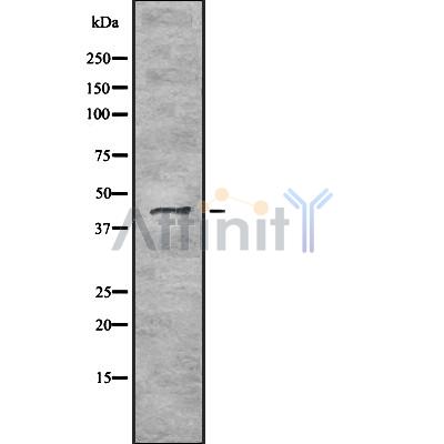 Валидация Affinity DF8241 - 20077