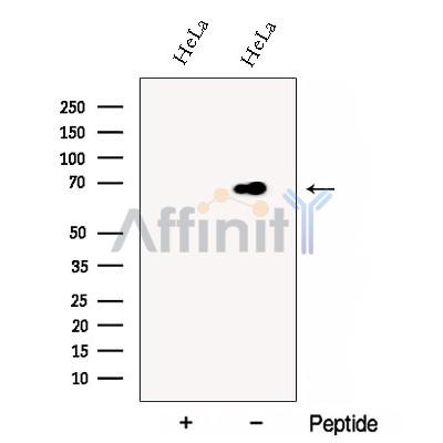 Валидация Affinity DF12929 - 7683