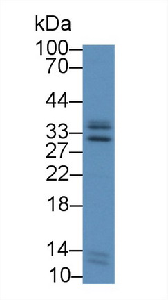 9035