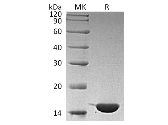 Валидация Elabscience PKSH032644(3081)