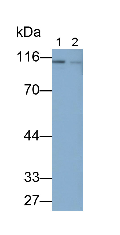 33247