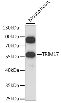 Валидация Elabscience E-AB-91303