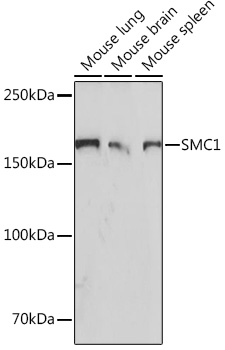 A4693, вестерн-блоттинг, различные лизаты (23094)