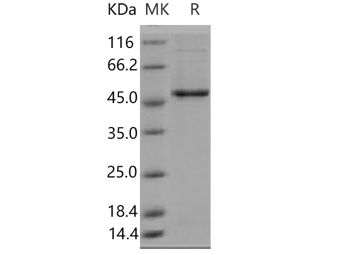 Валидация Elabscience PKSM040931(4873)