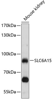 Валидация Elabscience E-AB-90166