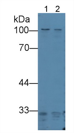 12013