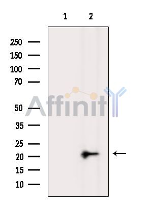 Валидация Affinity DF14890 - 11040