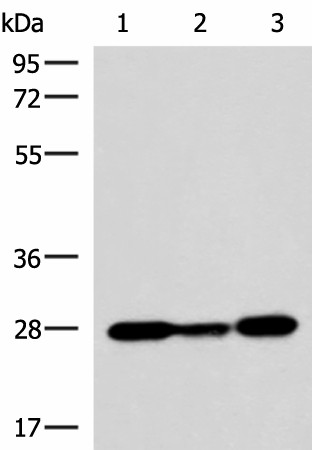 Валидация Elabscience E-AB-52121