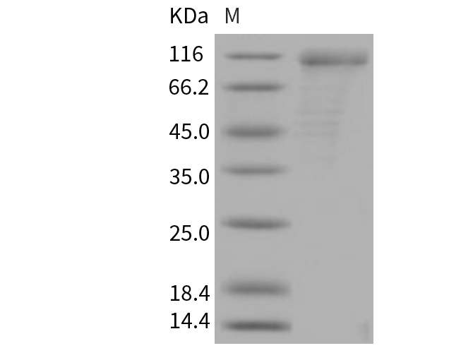 Валидация Elabscience PKSM040690(4670)