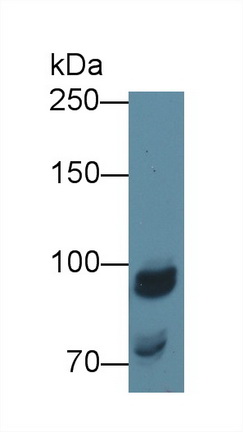 12487