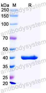Валидация SDS-PAGE - AntibodySystem FWK30530