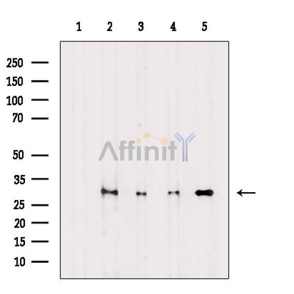 Валидация Affinity AF6572 - 3880