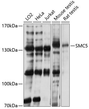 Валидация Elabscience E-AB-92465