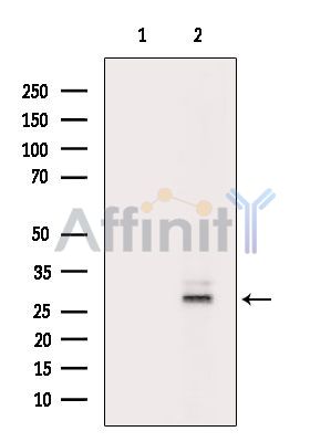 Валидация Affinity DF14466 - 10445