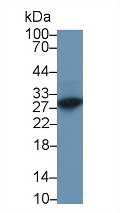 13273