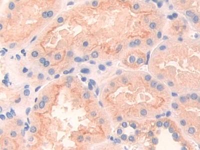 5504