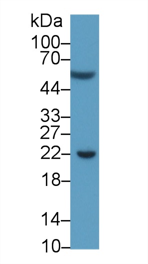 10729