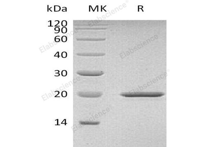 Валидация Elabscience PKSM040357(4361)